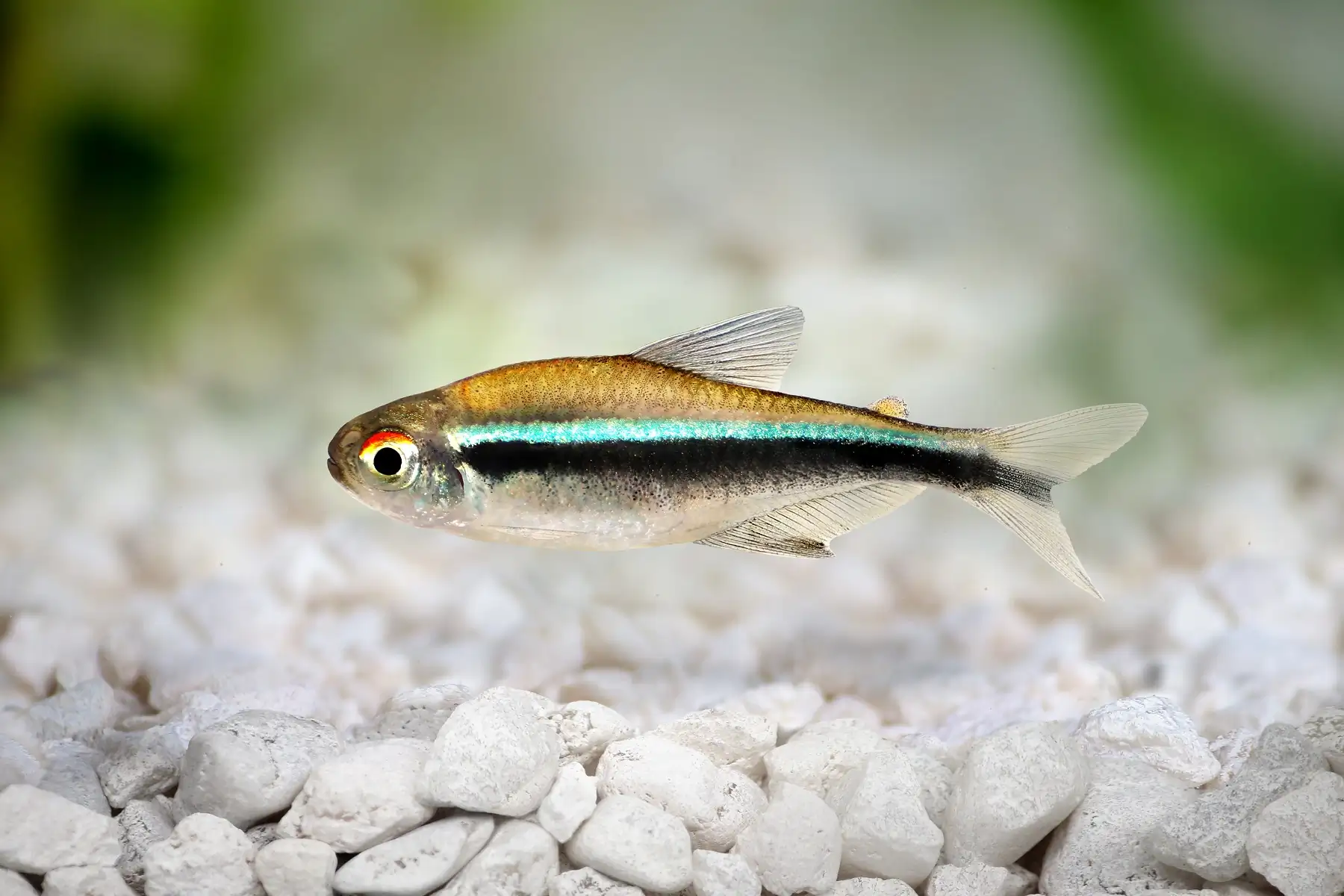Black Neon Tetra